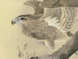 High-quality Print Hawk - Ohara Koson Japanese Woodblock Print Ukiyo-e - City of Paradise